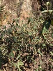 Correa reflexa reflexa