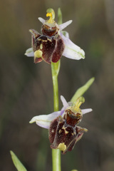 Ophrys fuciflora heterochila