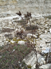 Pentanema squarrosum