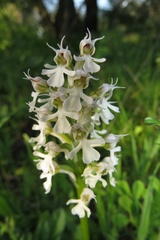 Neotinea conica