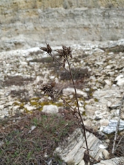 Pentanema squarrosum