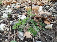 Tanacetum corymbosum