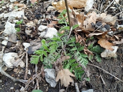 Tanacetum corymbosum