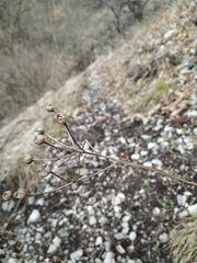 Tanacetum corymbosum