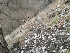 Tanacetum corymbosum