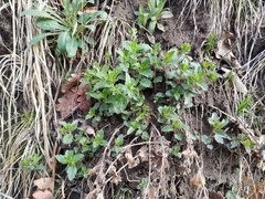 Veronica peduncularis