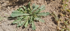 Launaea capitata