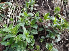 Veronica peduncularis