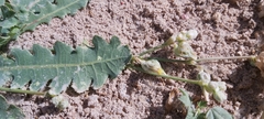 Launaea capitata