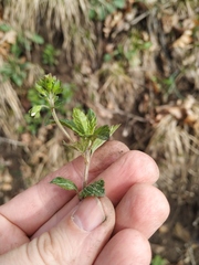 Veronica peduncularis