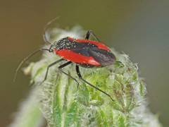 Dionconotus neglectus