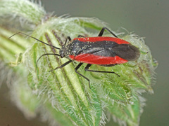Dionconotus neglectus