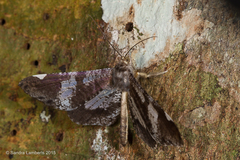 Hedylidae