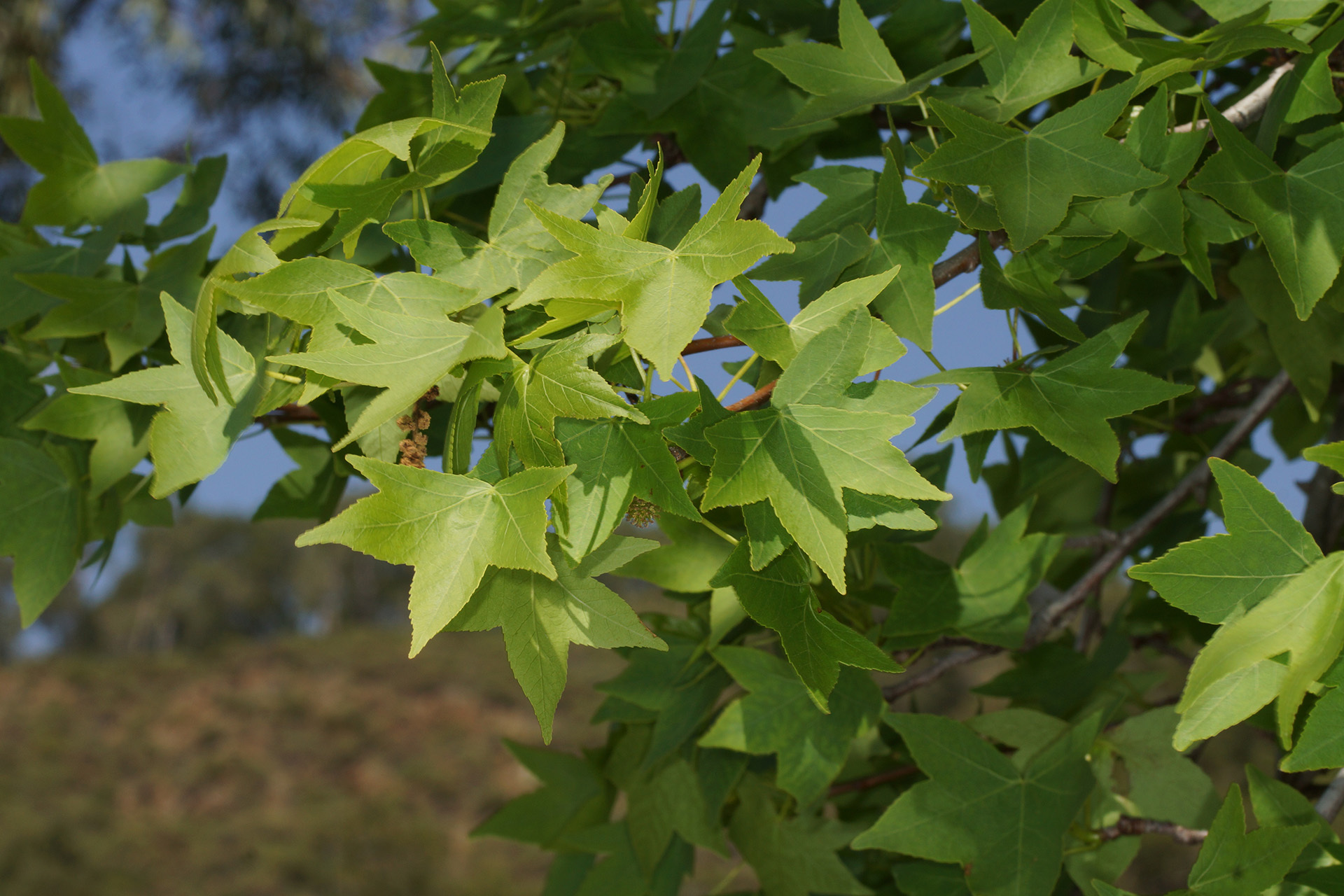 Liquidambar orientalis Mill.