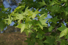 Liquidambar orientalis