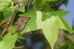 Liquidambar orientalis