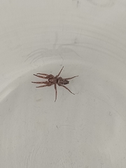 Scotophaeus pretiosus