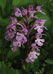Neotinea conica