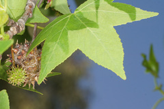 Liquidambar orientalis