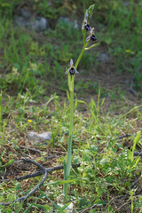 Ophrys reinholdii