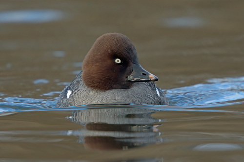 Porrón osculado (Bucephala clangula)