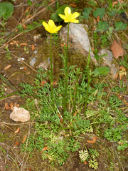 Ranunculus millefoliatus