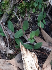 Chiloglottis reflexa