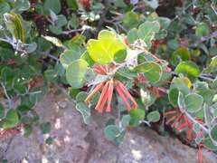 Grevillea oxyantha oxyantha