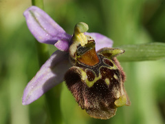 Ophrys fuciflora heterochila