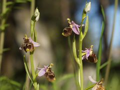 Ophrys fuciflora heterochila