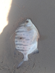 Selenotoca multifasciata