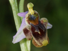 Ophrys fuciflora heterochila