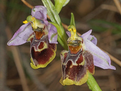 Ophrys fuciflora heterochila