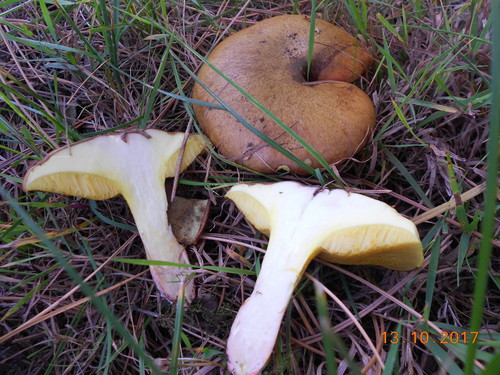 Suillus collinitus
