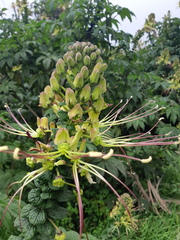 Cleome anomala