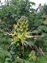 Cleome anomala