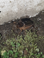 Grylloidea