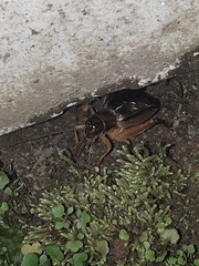 Grylloidea