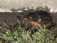 Grylloidea