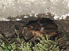 Grylloidea