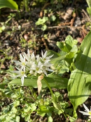 Allium ursinum