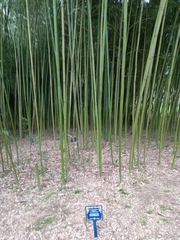 Phyllostachys bambusoides