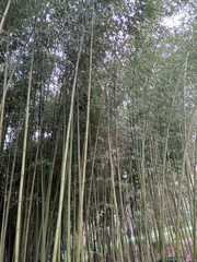 Phyllostachys bambusoides