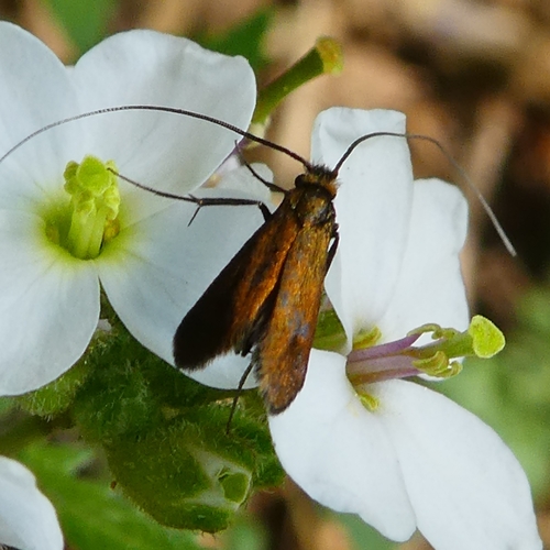 Meadow Longhorn, photo 3 of 10