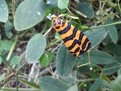 Amphicallia bellatrix