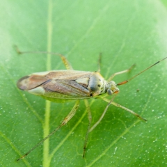 Closterotomus
