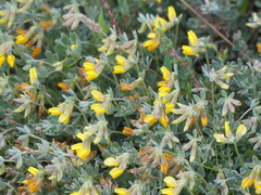 Lotus creticus
