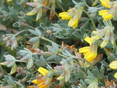 Lotus creticus