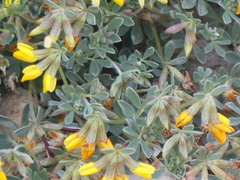 Lotus creticus