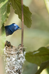 Hypothymis azurea oberholseri